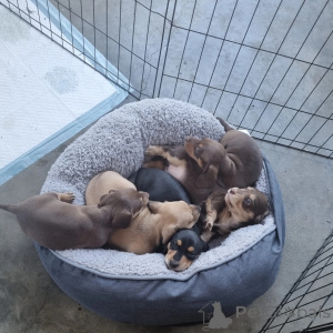 Photo №1. dachshund - for sale in the city of DRAWSKO POMORSKIE | negotiated | Announcement № 168286