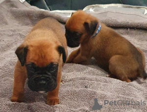 Additional photos: Boxer puppies for sale