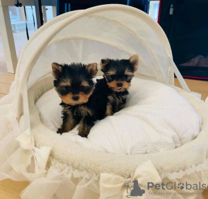 Photo №3. Amazing Yorkie puppies Business WhatsApp 37256062792. Finland