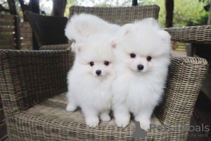 Photo №2 to announcement № 116026 for the sale of pomeranian - buy in Germany private announcement