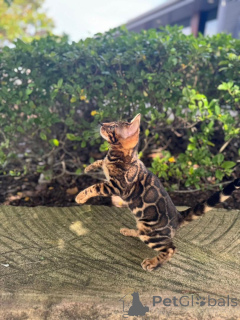 Photo №3. Adorable Bengal Kittens for adoption. Switzerland