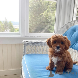 Photo №1. cavalier king charles spaniel - for sale in the city of Berlin | 310$ | Announcement № 174952