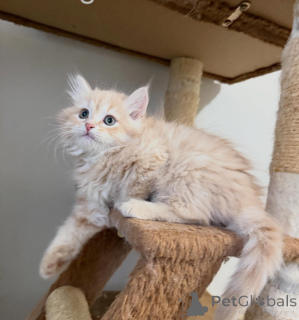 Photo №2 to announcement № 177884 for the sale of siberian cat - buy in Netherlands 