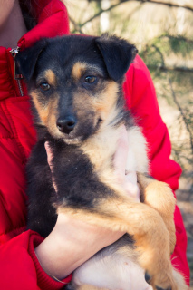 Photo №2 to announcement № 6051 for the sale of non-pedigree dogs - buy in Ukraine private announcement