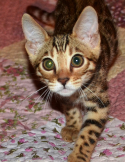 Photo №1. bengal cat - for sale in the city of Ryazan | 469$ | Announcement № 4249