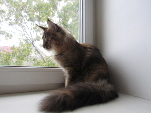 Photo №4. I will sell maine coon in the city of Minsk. from nursery - price - 300$