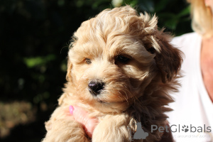 Photo №2 to announcement № 146100 for the sale of bolonka - buy in Poland private announcement, from nursery