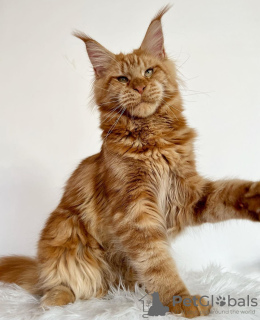 Photo №2 to announcement № 103701 for the sale of maine coon - buy in Germany breeder