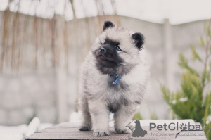 Additional photos: Keeshond puppy from Champion parents