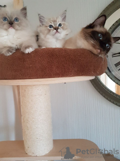 Photo №4. I will sell ragdoll in the city of Бернау. private announcement, from nursery - price - 423$