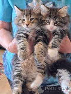 Photo №1. norwegian forest cat - for sale in the city of Marseilles | 516$ | Announcement № 165919