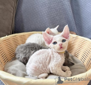 Photo №1. devon rex - for sale in the city of Amersfort | negotiated | Announcement № 172254