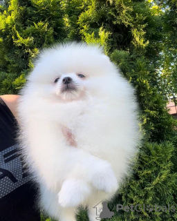 Photo №4. I will sell pomeranian in the city of Bielefeld. private announcement - price - 280$