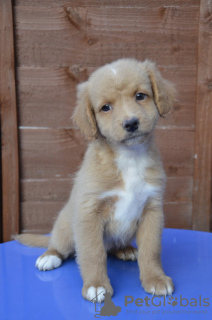 Photo №1. australian shepherd, poodle (royal) - for sale in the city of Scotlandwell | 2113$ | Announcement № 66199