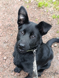 Photo №2 to announcement № 175808 for the sale of non-pedigree dogs - buy in Russian Federation private announcement