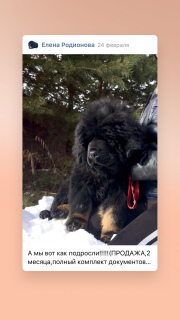 Photo №1. tibetan mastiff - for sale in the city of Tula | negotiated | Announcement № 5779