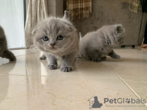 Photo №4. I will sell scottish fold in the city of Krakow. private announcement - price - 402$