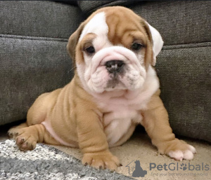 Photo №2 to announcement № 121602 for the sale of english bulldog - buy in Austria private announcement