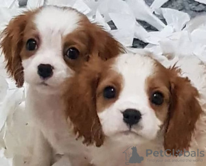 Photo №3. king Charles cavalier puppies. Netherlands