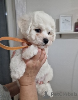 Additional photos: Bichon Friesian puppies