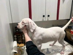 Photo №2 to announcement № 137985 for the sale of dogo argentino - buy in Germany breeder