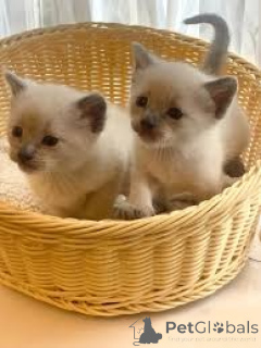 Photo №2 to announcement № 161264 for the sale of siamese cat - buy in Finland private announcement, breeder