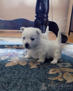 Photo №2 to announcement № 77293 for the sale of west highland white terrier - buy in Serbia 