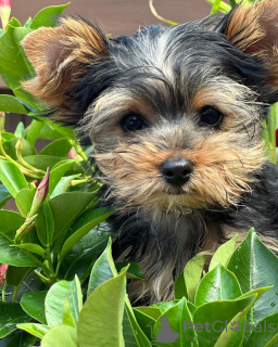 Photo №3. We have four Yorkshire Terriers Puppies for sale. Two boys and two girls.. Germany