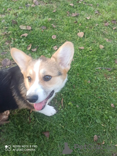 Photo №4. I will sell otterhound in the city of Belgrade.  - price - negotiated