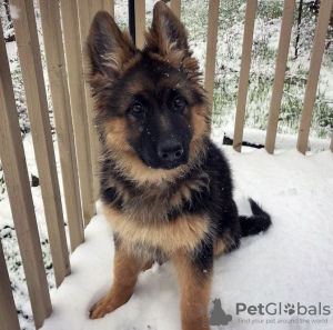 Photo №2 to announcement № 104947 for the sale of german shepherd - buy in United States private announcement, breeder