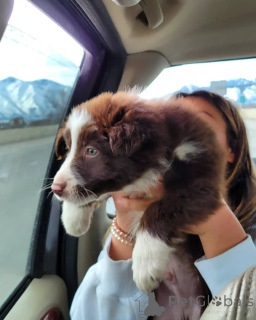 Photo №3. Beautiful Australian Shepherd Puppies Looking for Their Forever Homes. Austria