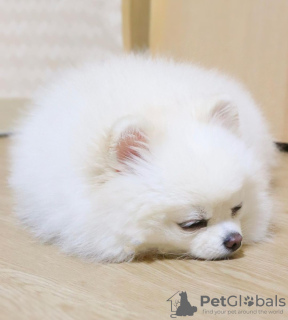 Photo №4. I will sell pomeranian in the city of London. from the shelter, breeder - price - 475$