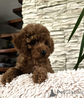 Photo №1. poodle (toy) - for sale in the city of Панчево | negotiated | Announcement № 141171