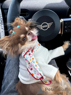 Photo №1. chihuahua - for sale in the city of Mojkovac | 612$ | Announcement № 152215