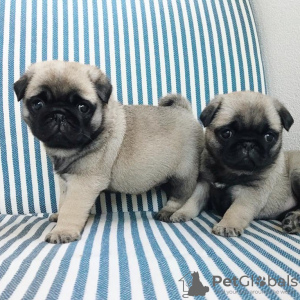 Photo №1. pug - for sale in the city of Kollmar | 312$ | Announcement № 24389