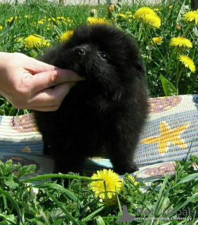 Photo №2 to announcement № 138886 for the sale of pomeranian - buy in Belarus private announcement