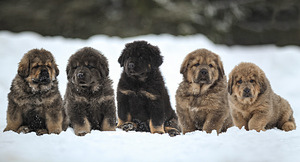 Photo №2 to announcement № 971 for the sale of tibetan mastiff - buy in Estonia private announcement, from nursery, breeder