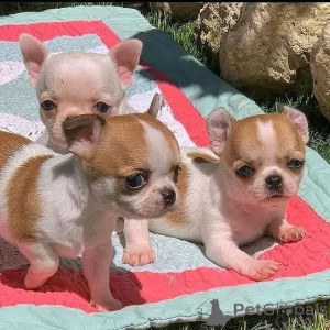 Photo №1. chihuahua - for sale in the city of Richmond | 500$ | Announcement № 137812