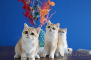 Photo №2 to announcement № 153755 for the sale of british shorthair - buy in Turkey breeder