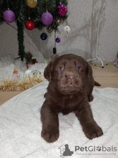 Photo №3. Chocolate Labrador Retriever puppies. Serbia
