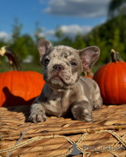 Photo №1. french bulldog - for sale in the city of Munich | 659$ | Announcement № 150640