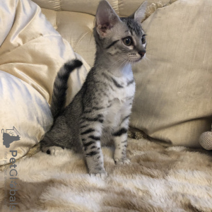 Additional photos: EGYPTIAN MAU KITTENS