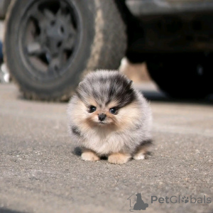 Photo №1. pomeranian - for sale in the city of Berlin | 282$ | Announcement № 137139