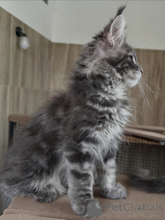Photo №2 to announcement № 169334 for the sale of maine coon - buy in Poland breeder