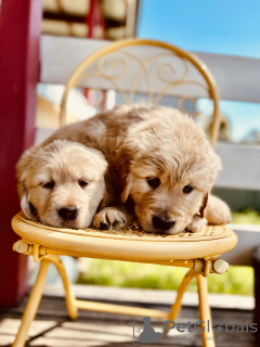Photo №4. I will sell golden retriever in the city of Vancouver. breeder - price - 1800$
