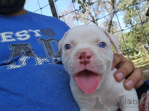 Photo №2 to announcement № 122102 for the sale of american bully - buy in Swaziland breeder