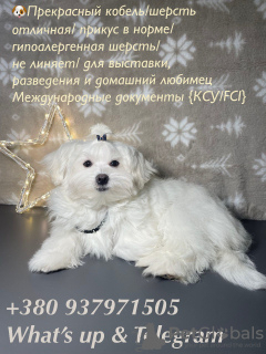 Photo №2 to announcement № 87218 for the sale of maltese dog - buy in Moldova 