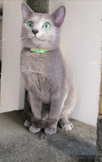 Additional photos: Russian blue kittens