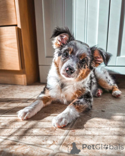 Photo №1. australian shepherd - for sale in the city of Helsinki | 619$ | Announcement № 169154