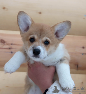 Photo №1. welsh corgi - for sale in the city of Обнинск | negotiated | Announcement № 40225